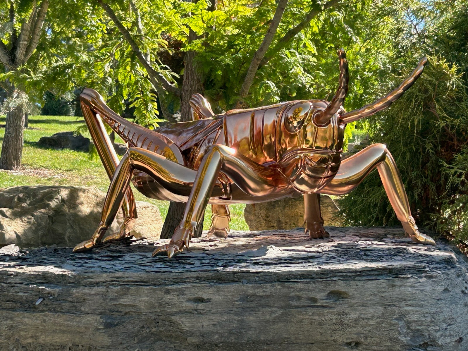 modern outdoor gold stainless steel grasshopper sculpture, detailed with smooth contours and a reflective finish, positioned on a natural rock surface in a garden setting