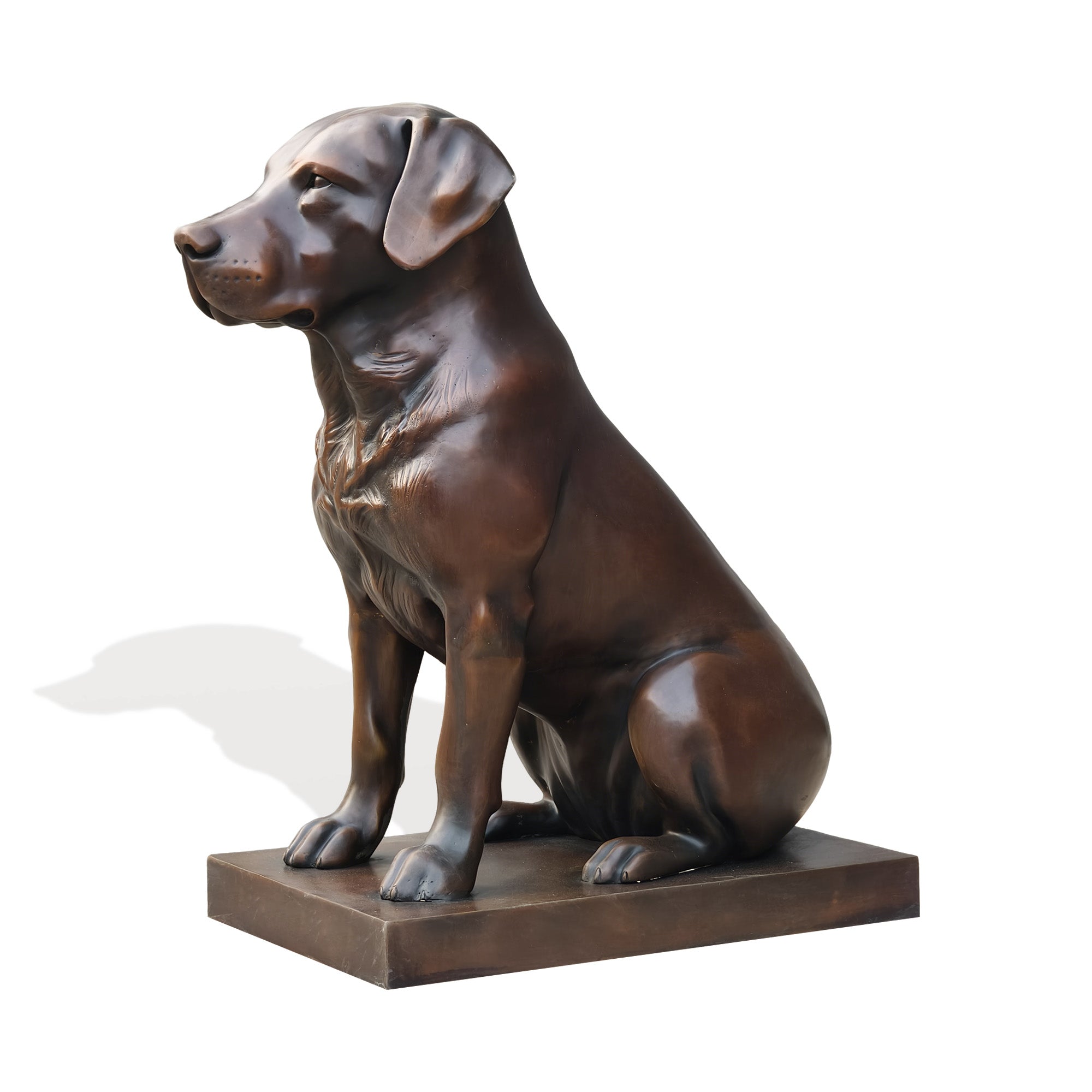 Side view of outdoor bronze sitting dog sculpture with detailed chest fur floppy ears and realistic Labrador style body shape