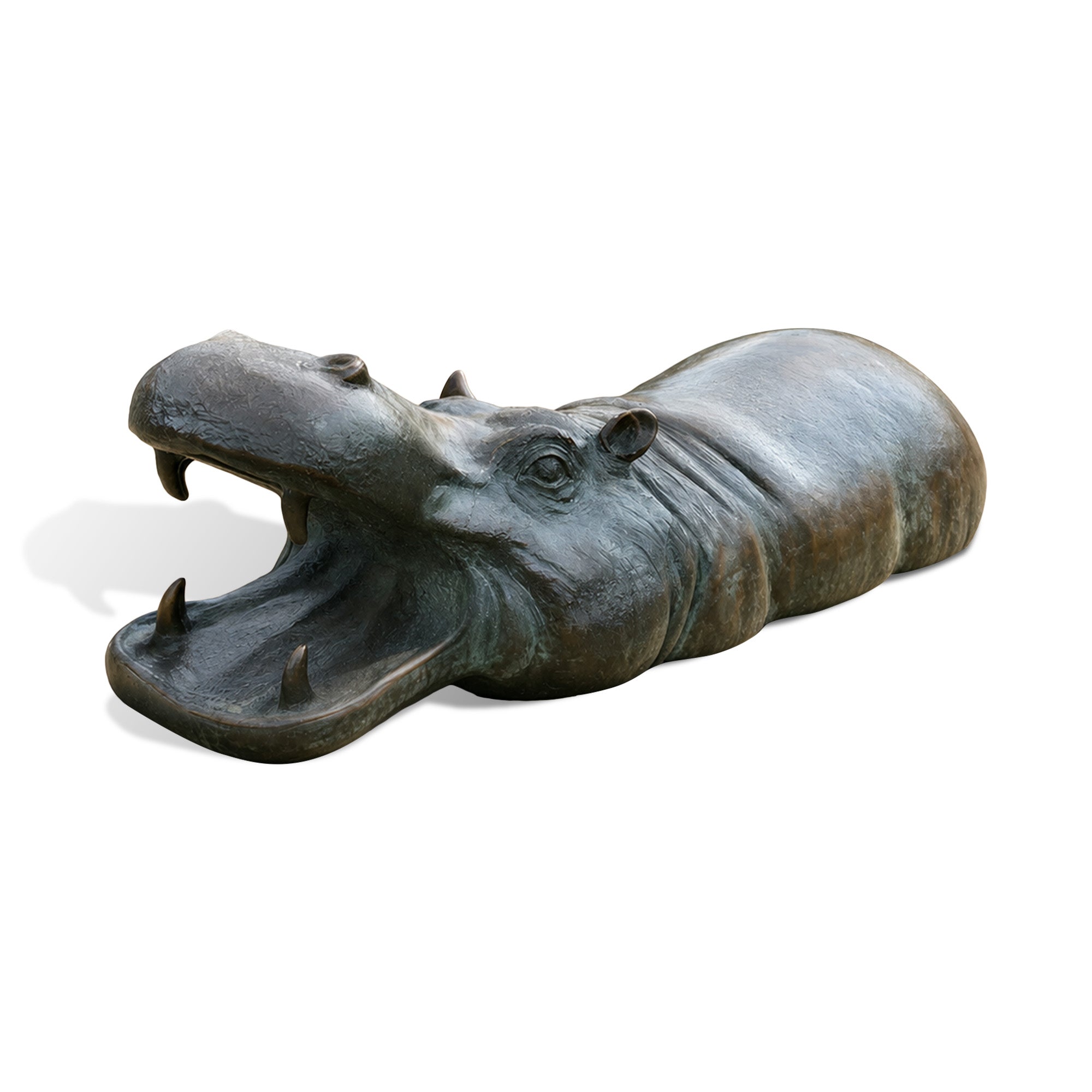 a bronze open mouth hippopotamus statue with prominent tusks, wrinkled neck details, small raised ears, textured bronze surface, and an elongated partially submerged body on a white background.