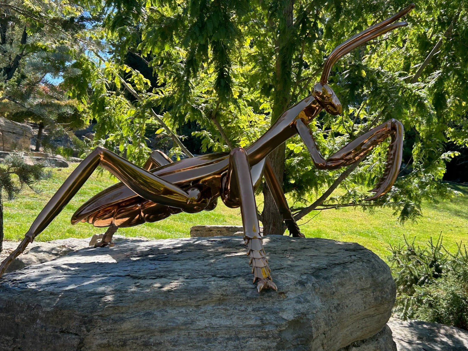 Custom stainless steel mantis sculpture with brass electroplated mirror finish, designed for the outdoor garden setting of Schnormeier Gardens in Gambier, Ohio