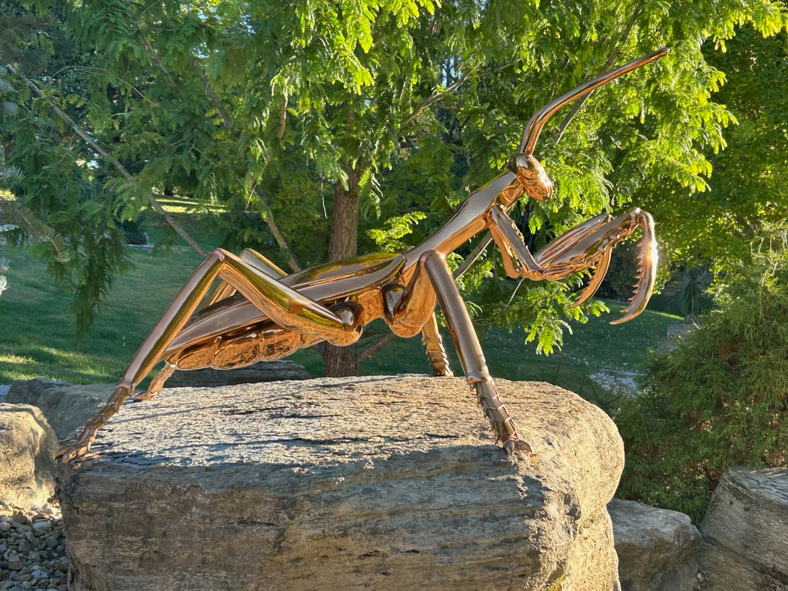 Large custom stainless steel mantis sculpture with brass electroplated mirror finish, created specifically for Schnormeier Gardens in Gambier, Ohio, displayed on natural stone within the garden landscape