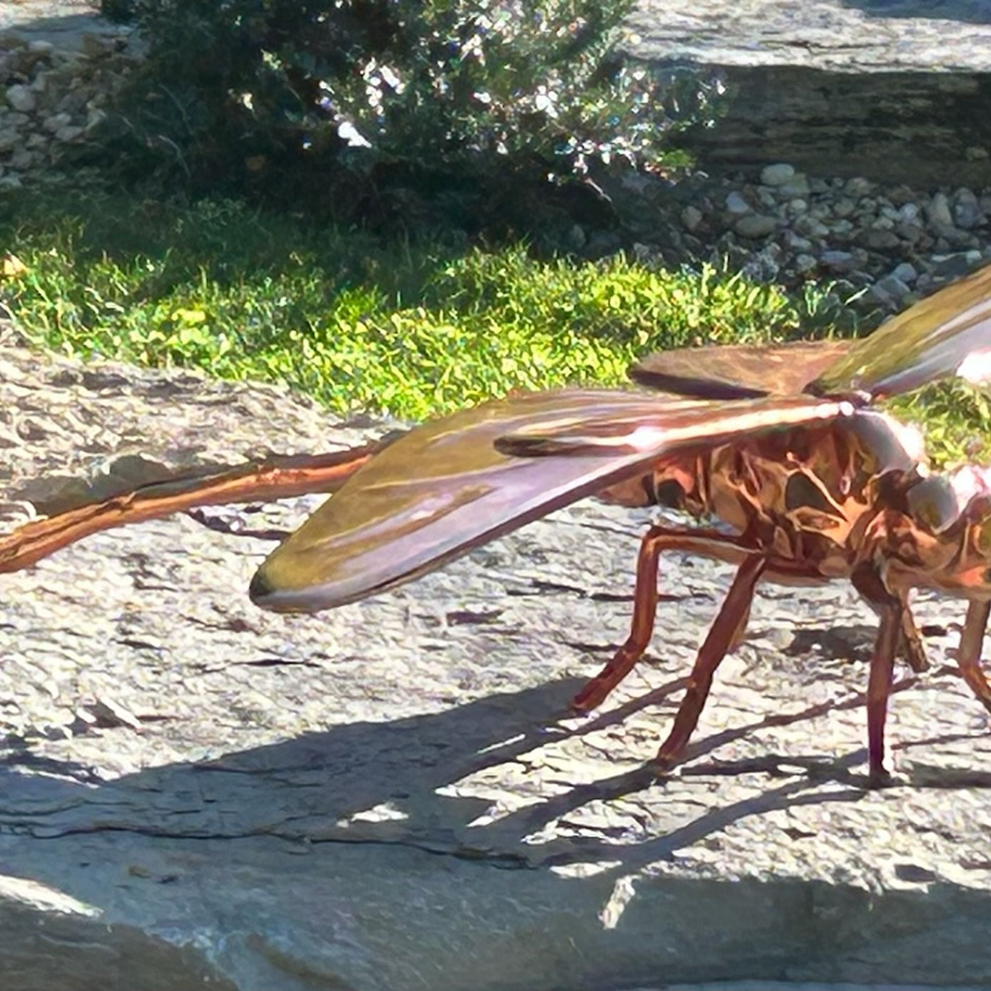Stainless steel dragonfly sculpture featuring a brass electroplated mirror finish, commissioned for Schnormeier Gardens in Gambier, Ohio, reflecting surrounding greenery and outdoor light