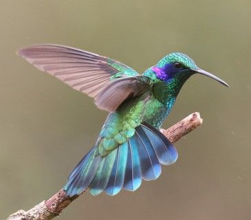 رابط مخصص لتمثال تمثال كاتولوس البرونزي لمايكل د. هيل 